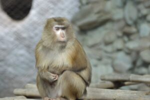 Decoding the “Study Monkey” Phenomenon: A Pragmatic Analysis